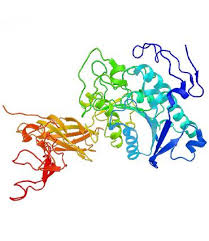 Image result for Lipase