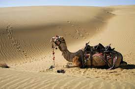 The dry winds that blow over the hot land seldom drop rain except where mountains force the air upward, thus cooling it. Camel Bactrian Dromedary Facts Britannica