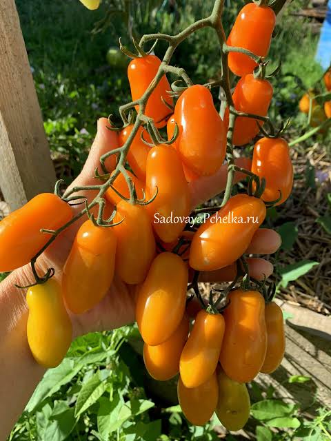 Оранжевый Киз (Orange Keyes)