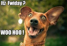 Canine lovers and birthday memes with dogs are a match made in heaven. I Has A Hotdog Friday Funny Dog Pictures Dog Memes Puppy Pictures Pictures Of Dogs Dog Pictures Funny Pictures Of Dogs Dog Memes Puppy Pictures Doge Cheezburger