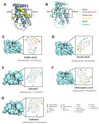 Brewed Coffee and Its Components Act Through Orphan Nuclear Receptor 4A1 ( NR4A1)