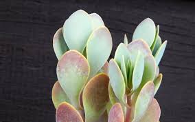 Image result for Kalanchoe rotundifolia