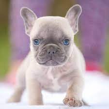 This pup is a descendant of the robust and athletic fighting dogs popular in england in the 1600's and 1700's. French Bulldog Puppy For Sale In Fort Pierce Fl Adn 52227 On Puppyfinder Com Gender Male Ag French Bulldog Puppies Bulldog Puppies Bulldog Puppies For Sale