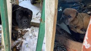 Offer not valid on all or select products in the following categories: Winter Weather Houston 6 Dogs Including 1 Dead Covered In Snow Found Out In The Cold At Sw Houston Body Shop Abc13 Houston