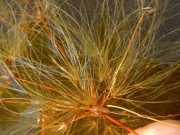 Image result for Websteria confervoides