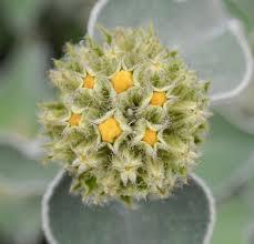 Image result for Phlomis fruticosa
