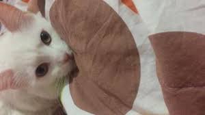 Kedi Kayseri Fiyatlari Ikinci El Sifir Kiralik Ilanlar