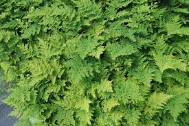 Image result for Selaginella mittenii