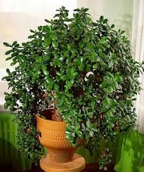 Metal, wood, water, fire and earth. Money Tree Plant Care How To Look After Your Jade Plant