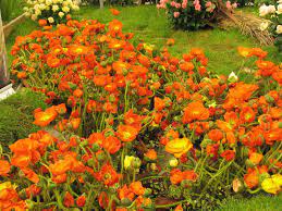 Orange Garden Flowers Orange Flowering Plants Shade Loving Perennials Flower Garden
