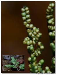 Image result for Botrychium dissectum