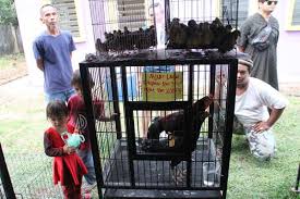 Row six @ setia city mall: Jabatan Veterinar Shah Alam Selangor Umpama E