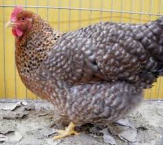 Our bielefelder chickens are one of the most docile breed of chicken we have ever had. Www Zootierliste De