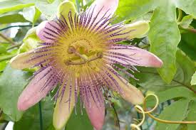Image result for Passifloraceae