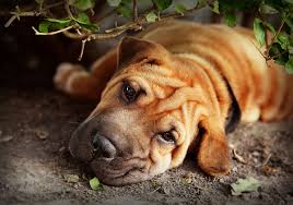 They were primarily used as fighting and guard dogs. Shar Pei Dog Breed Guide Checking Out Their Pros And Cons