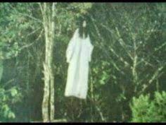  49 Ide Kisah Horor Horor Kisah Nyata Pohon Tua