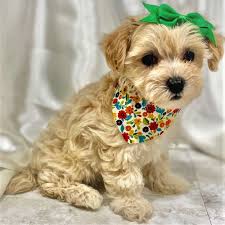 Maltipoos are a cross between a maltese and toy or miniature poodle, and are perfect for small homes and apartments, and generally get along with other pets. Maltipoo Puppies For Sale Reasonable Adoption Rates