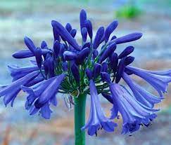 Garden And Farms Agapanthus Purple Cloud Agapanthus Botanical Flowers Hibiscus Plant
