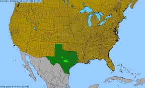 Image result for Tripogon