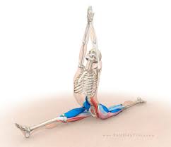 Hanumanasana Front Splits Yoga Anatomy Yoga Muscles Yoga Body