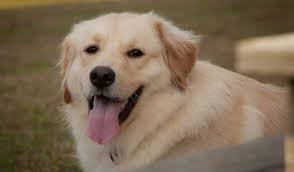 Maybe you would like to learn more about one of these? Golden Pyrenees Dog Breed Info The Dogs Journal