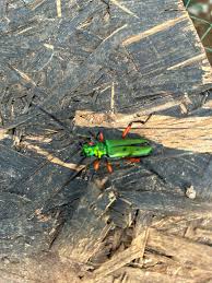 Image result for Buchnera keilii