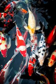 Cocoaaaaa En 2020 Fondo De Pantalla De Peces Fotos De Peces Animales
