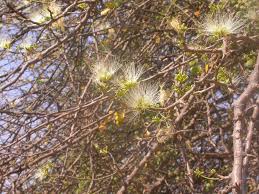 Image result for Albizia anthelmintica