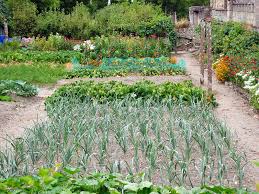 It was exciting to see, said alexander polidore, a ph.d. Onion Family Growing Problems And Solutions
