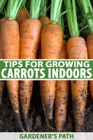 Once you know how to plant carrot seeds, and how long it will take below i've answered some of the most common questions about growing carrots from seed. Tips For Growing Carrots Indoors Gardener S Path