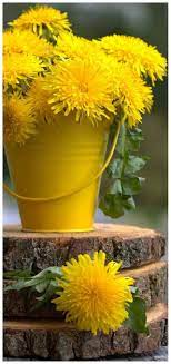 Pin By Lois Roberts On Dandelion Cottage Beautiful Flowers Flowers Plants