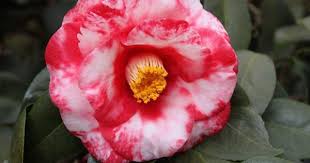 The Czar Variegated Rosas Camelia Rosa