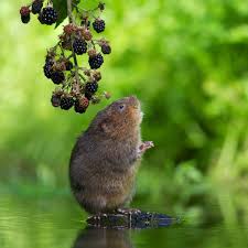 Voles eat flower bulbs from below the ground primarily because these are near the surface. How To Get Rid Of Voles The Family Handyman