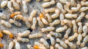 بعد اجتياحه الإسكندرية.. إجراءات عاجلة لمجابهة النمل الأبيض | سكاي نيوز  عربية