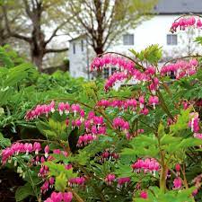Maybe you would like to learn more about one of these? Dicentra Spectabilis White Flower Farm