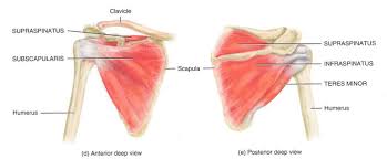 The resting tone of these muscles act to compress the humeral head into the glenoid cavity. Frozen Shoulder Adhesive Capsulitis Treatment Prevention