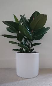 But learning if a bonsai tree is toxic to cats is essential if you are planning an indoor bonsai garden. Ficus Elastica Rubber Plant Guide Our House Plants