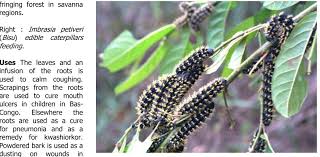 Image result for Psorospermum mechowii