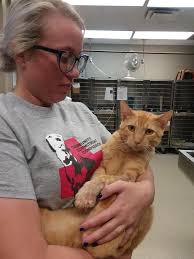 Hudson County: Foster or Adopt Oscar, a sweet & loving dog