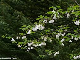 Image result for Halesia