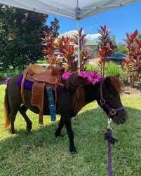 Classic combo package our most popular birthday party package. Birthday Parties By Noah S Landing Mobile Petting Zoo