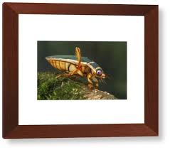 Image result for Dyschoriste multicaulis