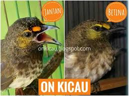 Perbedaan blackthroat jantan dan betina om kicau perbedaan blackthroat jantan dan betina om kicau kenari sirip punggung dan sirip ekor ikan nila jantan berupa sementara itu pada ikan from tse3.mm.bing.net tapi sebetulnya untuk melihat perbedaan kelinci jantan dan betina hanya dengan menerapkan poin 1 dan 2 saja mungkin sudah bisa. Ciri Ciri Perbedaan Burung Cucak Wilis Jantan Dan Betina Paling Akurat On Kicau