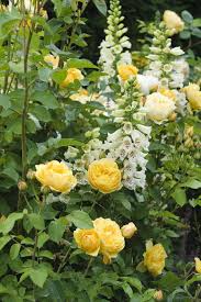 Pin By Viera Gerhardova On A Secret Garden Beautiful Flowers Flower Garden English Roses