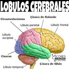 LÓBULOS