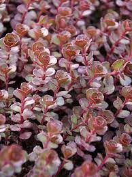 Your red stonecrop stock images are ready. Sedum Red Carpet Bluestone Perennials