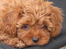 Red Toy Cavoodle Cavapoo Puppies Puppy Accessories Cavapoo