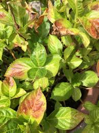 We did not find results for: Brown Leaves On My Hydrangea With Pic Mumsnet