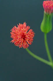 Image result for Emilia violacea