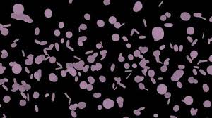 Listeria monocytogenes in gram stain showing gram positive coccobacillus, small gram rod to large rod and also in groups resembling diphtheroids.#listeria#. Some Listeria Bacteria Under The Stock Footage Video 100 Royalty Free 14367496 Shutterstock